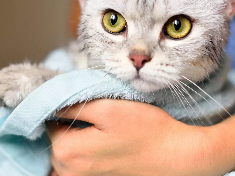 are wet wipes safe for cats