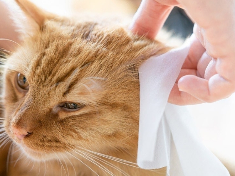 are wet wipes safe for cats